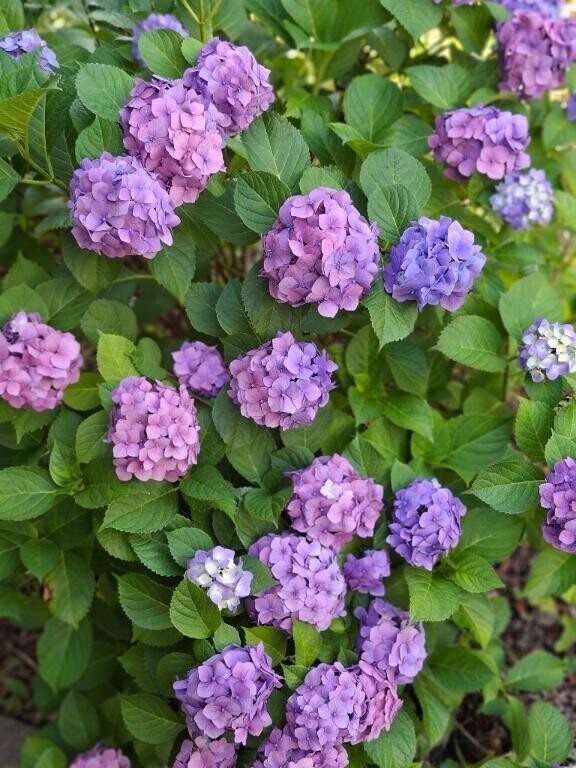 今日は
