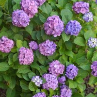 芹沢ここは