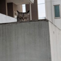 ムギタ