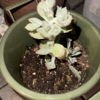 あずさ