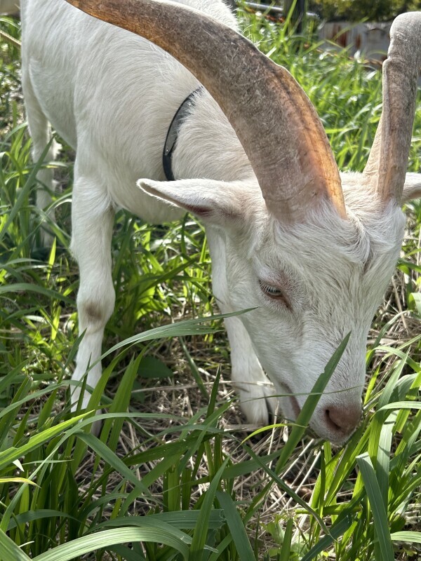 本日出勤します