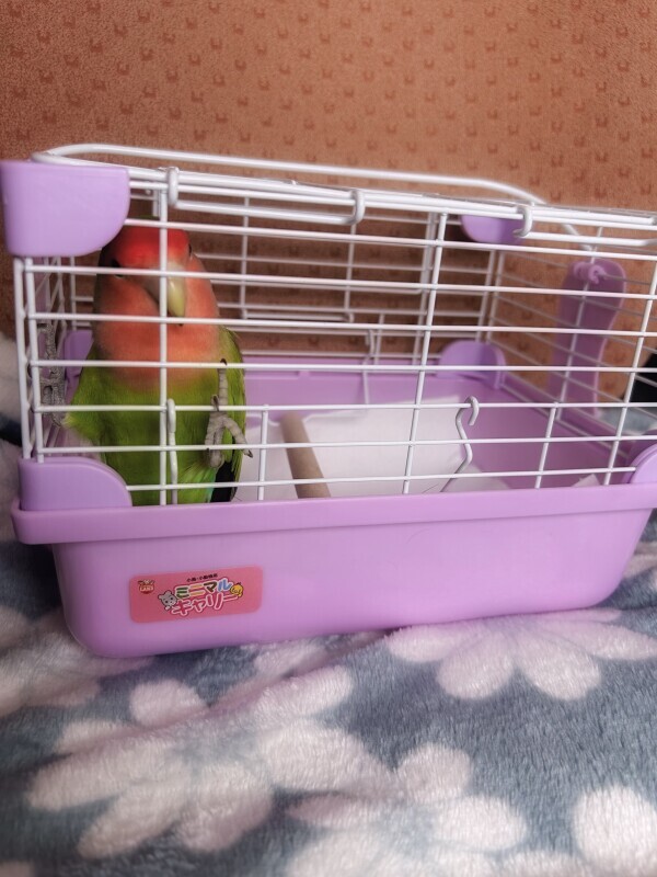 ドライブなの🦜？