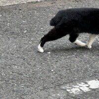 あずさ