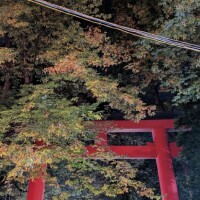 白木舞香