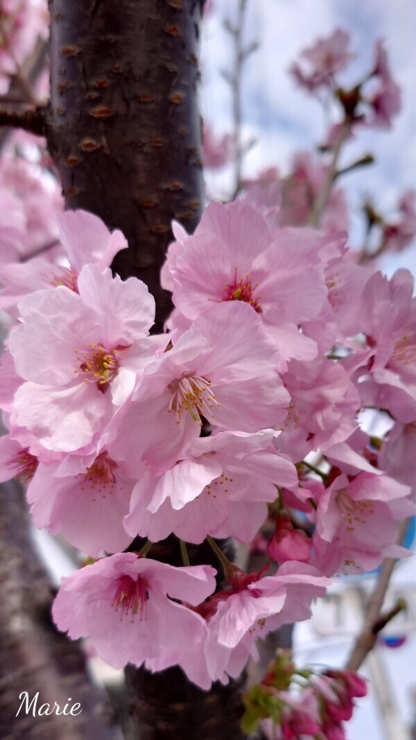 ☆桜がちらほら…