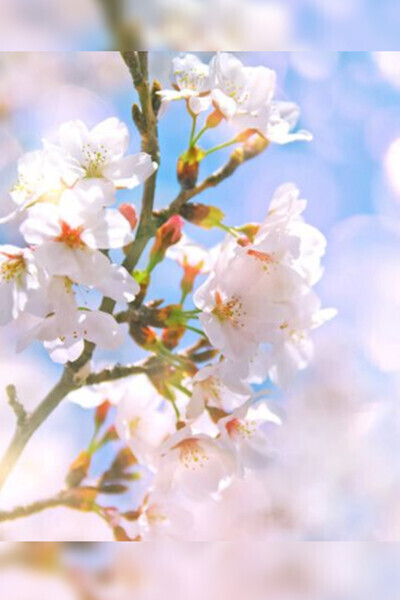 お花見?