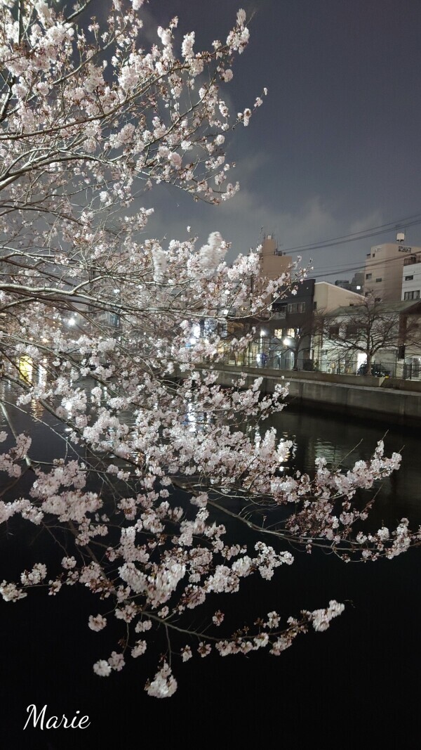 ☆夜桜