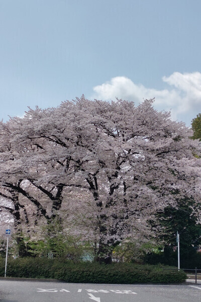 キテネ