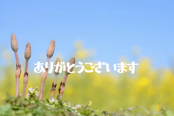 ありがとう