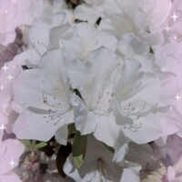 月影まりえ