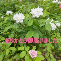 永瀬冬子