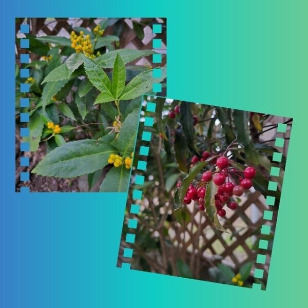 おはようございます