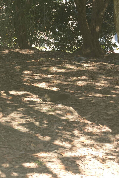  朝の散歩でリスに出会った日