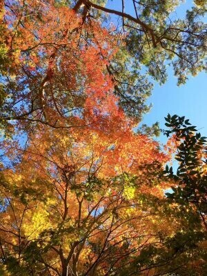 紅葉と神社の組み合わせ?