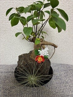 明けましておめでとう御座います