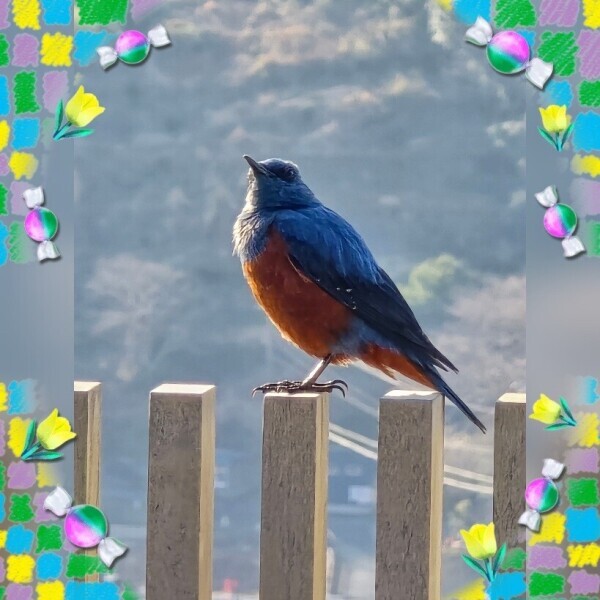 おはようございます