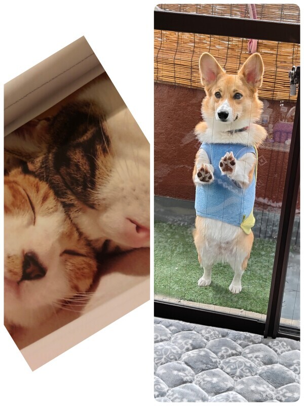 朝は2℃だったのに昼は暑いですね