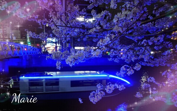 ☆お花見真っ盛り！