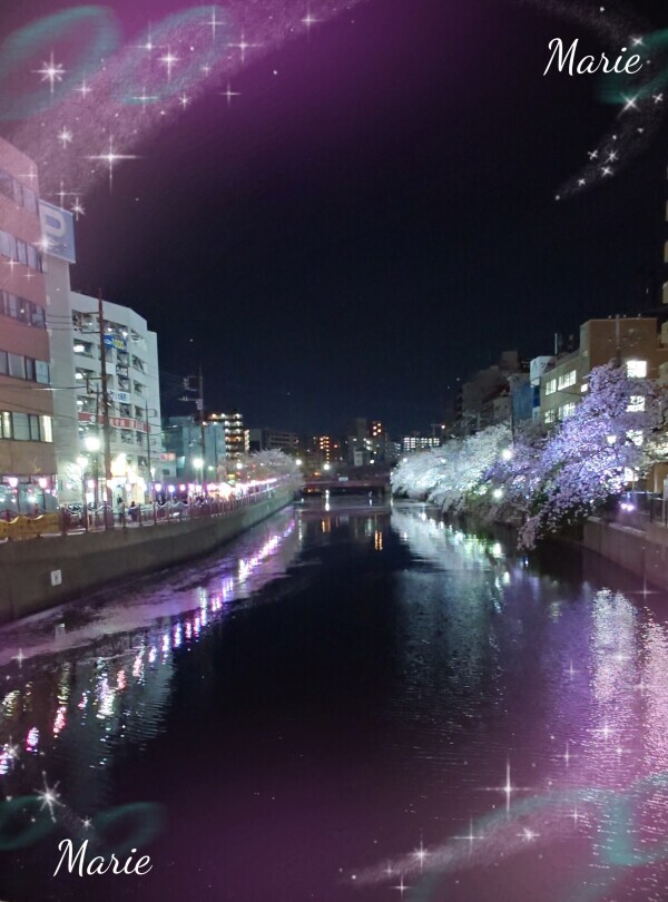 ☆夜桜