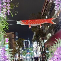 月影まりえ