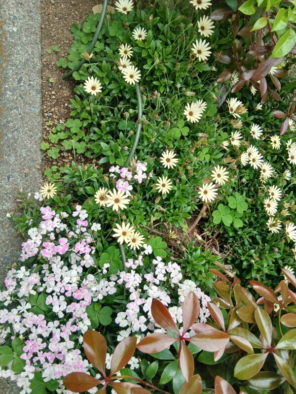 おはようございます(*^^*)