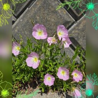 木嶋りさ