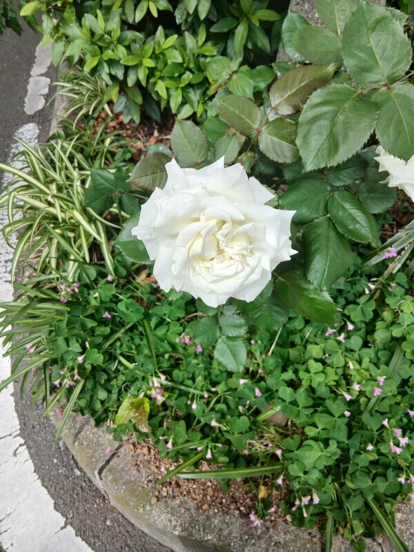 出勤しました