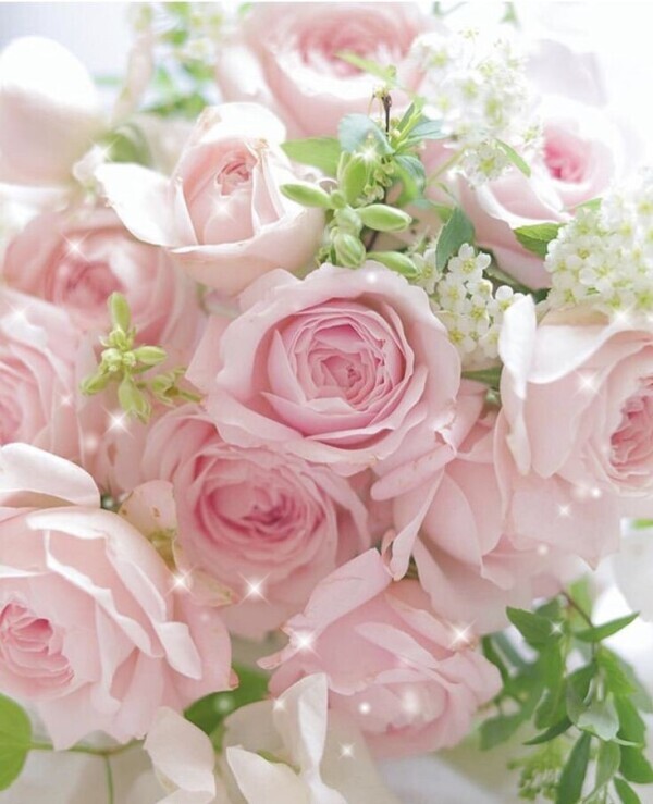 完熟ばなな横浜すみれ