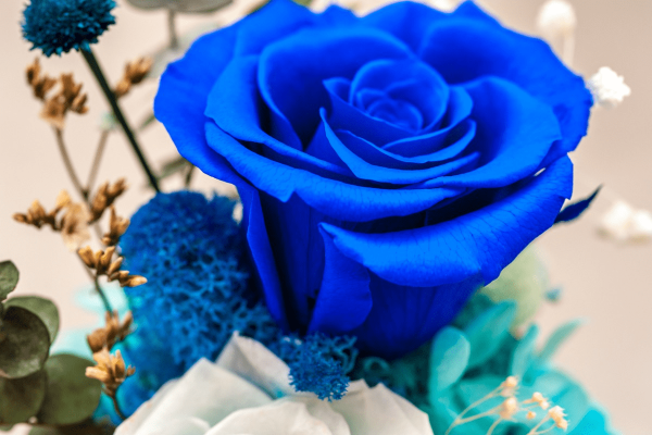 スタート御予約有り難う