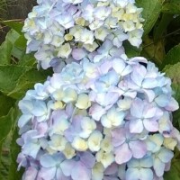 しの
