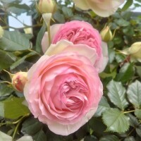 しの