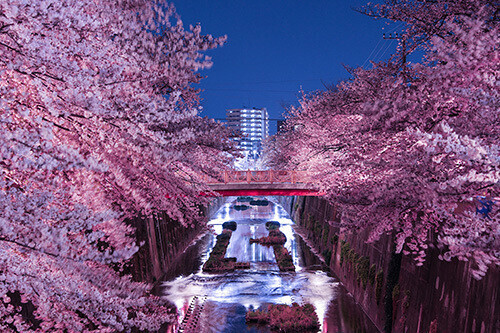 【4月の予定&#x1F338;】