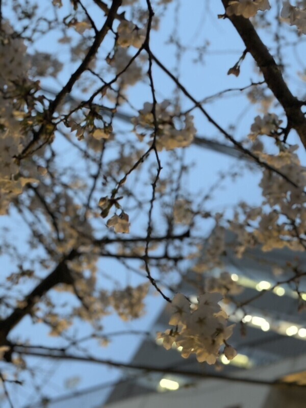 【出勤しました&#x1F338;】
