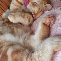おとは