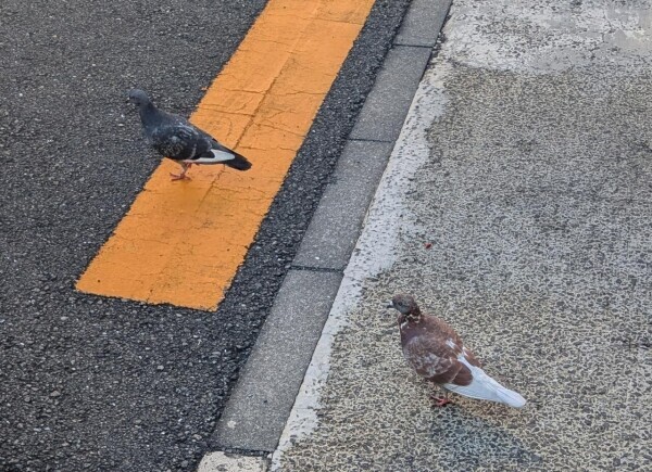 珍しい色の鳩ぽっぽ
