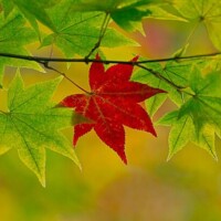 みどり