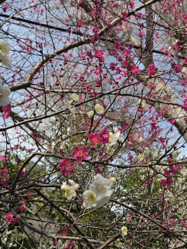 本日出勤します