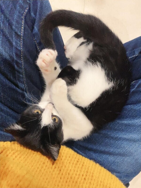 昼間の事務所で皆で飼ってるぬこ様