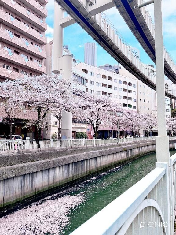 🌸