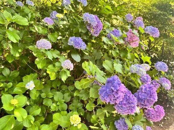 🌸ただいま向かってます🌸