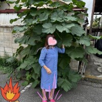 暑過ぎるからこんなに