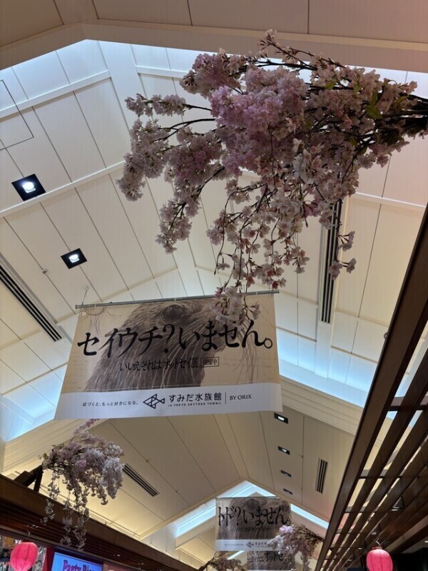 セイウチ居ません