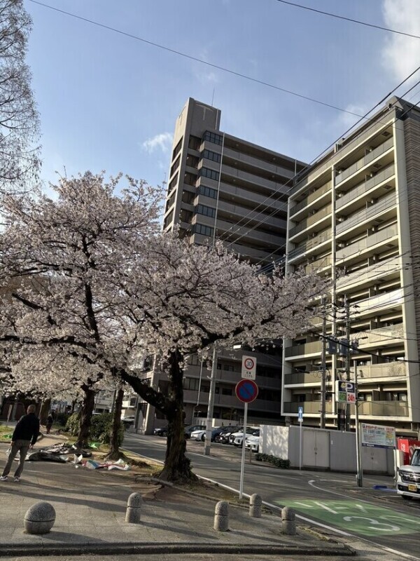 福岡の桜