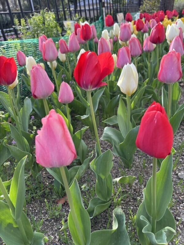 春の花