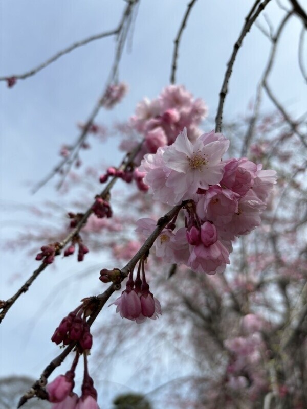 枝垂れ桜🌸
