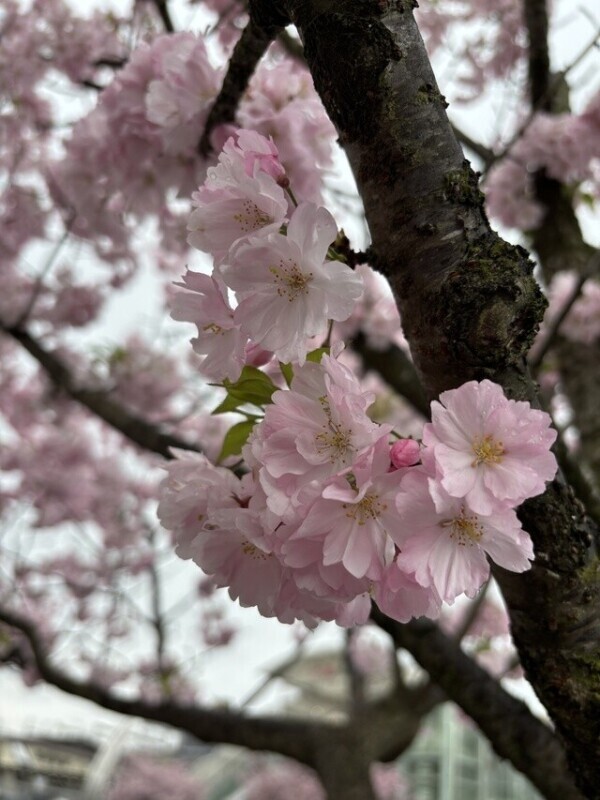 思川桜🌸