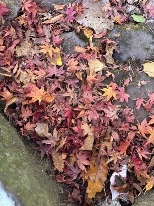 紅葉🍁
