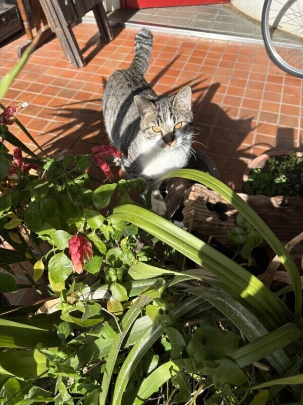 猫居るのわかる？