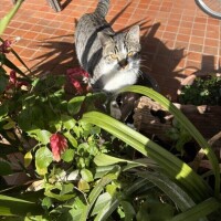 猫居るのわかる？