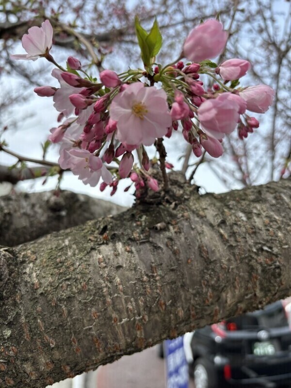 思い川桜